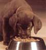 Click for Pet Food