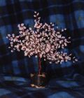 Apple Tree