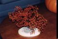 Autumn Tree