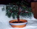 Bonsai