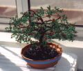 Bonsai