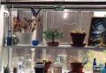 Bonsai in the Window