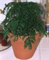 Fern