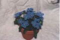 Pot of Forget-Me-Nots