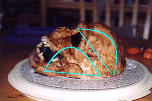 Fossilized Skull - Diagram
