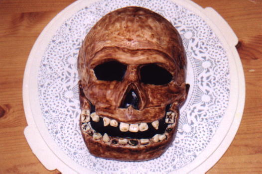 Fossilized Skull - Top View