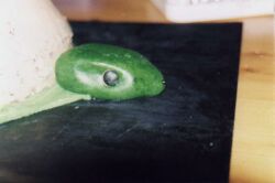 A'Tuin's Head